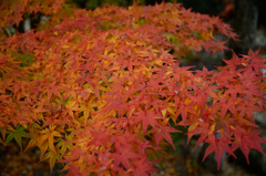 るり渓～紅葉７