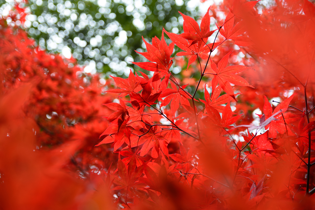 るり渓～紅葉３