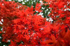 るり渓～紅葉２