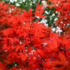 るり渓～紅葉２