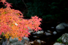 るり渓～紅葉１