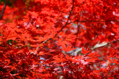 るり渓～紅葉５