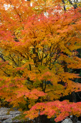 るり渓～紅葉６