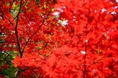 るり渓～紅葉４