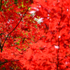るり渓～紅葉４