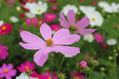 花フェスタにて
