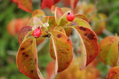 花フェスタにて
