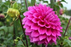 花フェスタにて