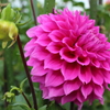 花フェスタにて