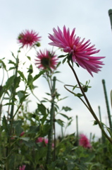 花フェスタにて