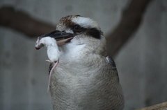 鳥