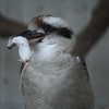 鳥