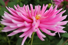 花フェスタにて