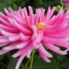 花フェスタにて