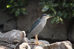 鳥