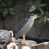 鳥