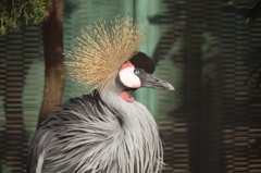鳥