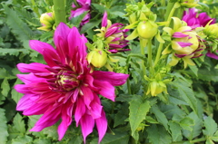 花フェスタにて
