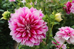 花フェスタにて