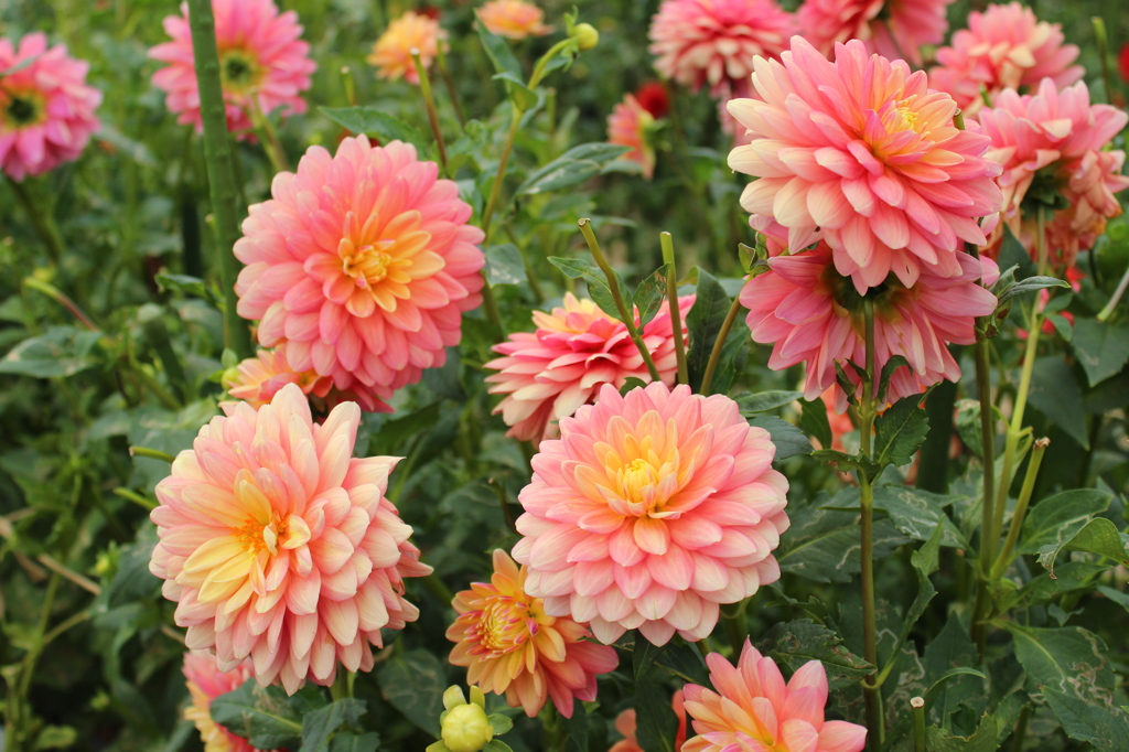 花フェスタにて