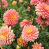 花フェスタにて
