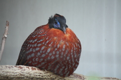 鳥