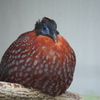 鳥