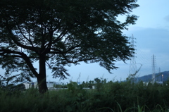 木
