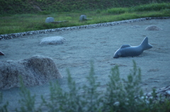 砂場で泳ぐ魚