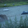砂場で泳ぐ魚