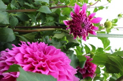 花フェスタにて
