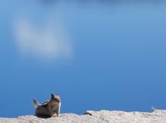 大自然の中のちいさな生き物
