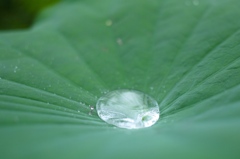 Lotus effect