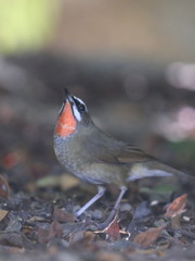 A34J0745_1