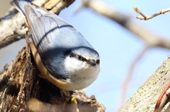 ゴジュウカラ