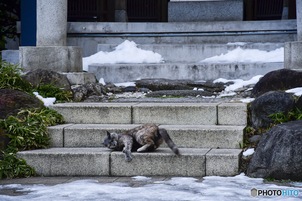 猫らしさ