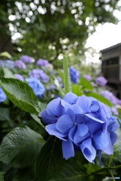 雨乞い