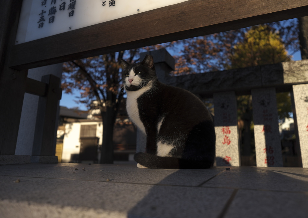 狛猫