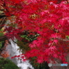 紅朱緋