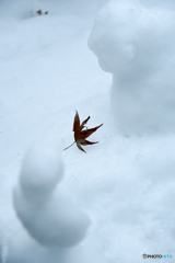 凍える紅葉