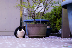 桜が舞って白黒猫
