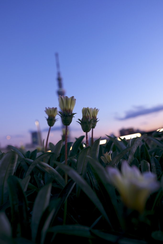 夕暮れ