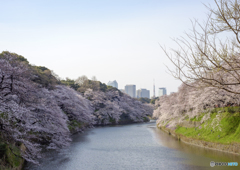 ４月６日の千鳥ヶ淵