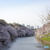 ４月６日の千鳥ヶ淵