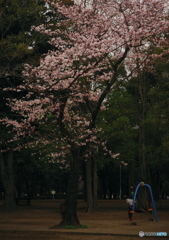 桜ソング
