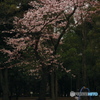 桜ソング
