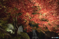 夜だけの紅葉