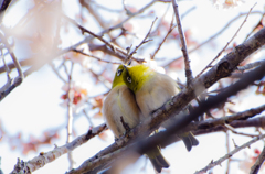 春は恋の季節