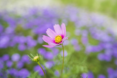 コスモスと芝桜