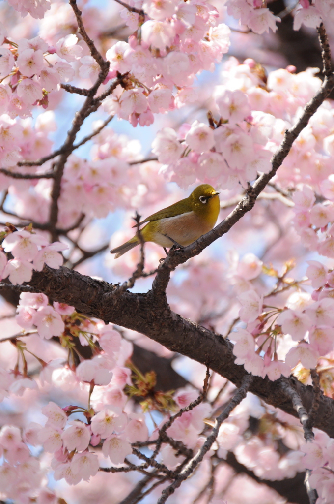 メジロと桜